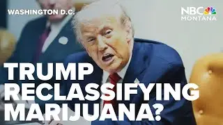 Trump reportedly leaning toward reclassifying marijuana to less restricted status
