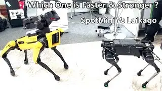 Which One is Faster -Laikago By Unitree Robotics Meeting Spotmini From Boston Dynamics.