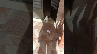 im just on the door dude#shorts#viral  #cats#trending@catsfamilyemportuguesbrasil  @YMCatlord