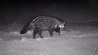 Civet at The Naledi Cat-EYE - africam - explore.org