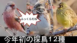 1月5日 ふっくら野鳥.食べ過ぎ野鳥 ベニマシコも居たよ