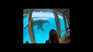 Polar bear dives in at Philadelphia zoo