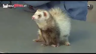 Perchè non scegliere un furetto