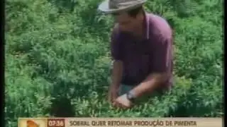 Produ&ccedil;&atilde;o de pimenta   Jangadeiro Online