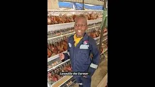 Egg laying hens (hyline breed)