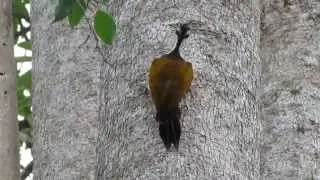 Common Flameback (Dinopium javanense)