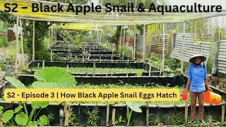 S2 - Episode 3 | How Black Apple Snail Eggs Hatch