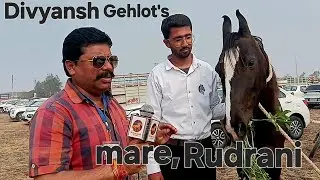 Divyansh Gehlot's mare, Rudrani#महिदपुर #sonpurmela2026@Irajarana  2026Indorehorseshow