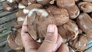 Amazing way to peel palm seeds #nature #fruit