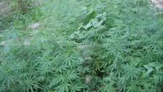 Chech and Chong- Marijuana- Macarena parody