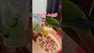 ജൂസ് കള്ളി  l My companion l Travel Video With My Pet Birds