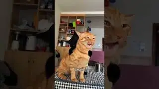 Funny CAT Moments 😂😂 episode 3107 #funnycats #cats #funnyanimals #petsofinstagram