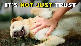 When Your Dog Shows You Their Belly, THIS Is What They’re Saying!