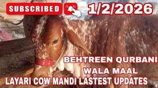 Layari cow mandi latest updates | rate abhi se high itna 😐
