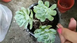 How i move my succulent into a bigger pot