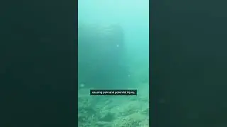 A jellyfish can sting you even after it's dead
