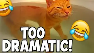 Dramatic Cats Who Should Be in Hollywood 🎬😂 (Best Funny Cat Videos 2025)