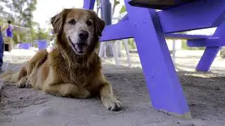 Panting dog/ Dyszenie psa/ Hechelnder Hund SOUND EFFECTS