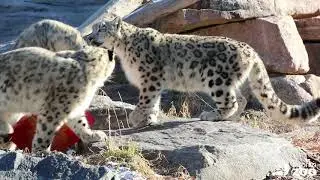 Toronto Zoo Snow Leopards- Christmas Gifts