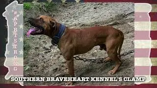 SOUTHERN BRAVEHEART'S CLAMP 1XW POR real American Pit Bull Terrier Game Dog Gr Ch Buck Rom #apbt