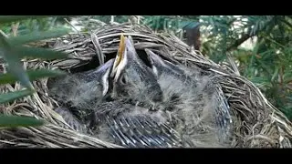 Baby Robins 🧡🧡🧡🧡 ~ Day Eight #babies #babyrobins #americanrobinnest #natureisawesome