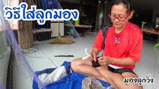 วิธีใส่ลูกมอง!!วิธีชูมอง!!มองลูกวิ่ง!!ใส่ง่ายติดดี👍
