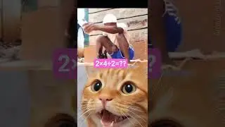 He&rsquo;s too busy to care 😂 #technologia #catbombastic #catdance