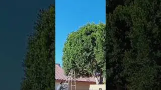 Biggo Ficus Trees #satisfying #satisfyingvideos #hedging #pruning #satisfyingsounds #spring2024
