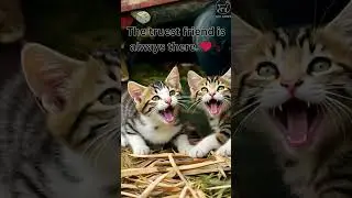 Dog Stops Farmer&rsquo;s Harvester to Save a Cat and Her Kittens  #dog #cat