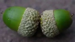 🌲Quercus crispula Blume / 水楢（ミズナラ）Japanese oak