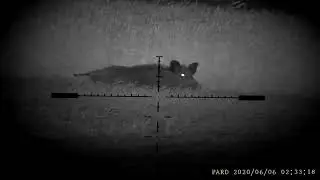 Pard NV007 , 2 sows @100m (no shot)