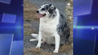 Dog&rsquo;s Incredible Weight Loss Transformation