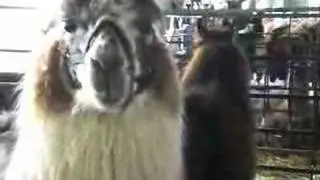 Llama chewing