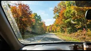 Relaxing Car Drive Through Sunny Forest | 1 Hour Lofi Mix