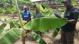 Practical Use of The GREENWORLD NUTRIPLANT ORGANIC FERTILISER