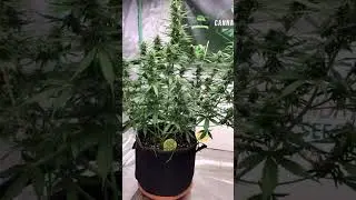 Just showing off a buddy's grow