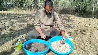 Garlic Seed treatment, Two types of seed treatment one is organic and another  is inorganic,