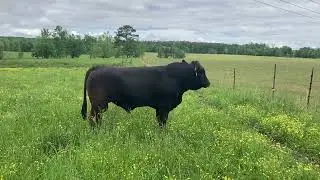 The Cattle Range Listing #601D188