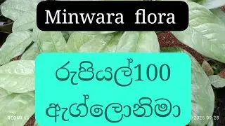 මගේ 21වෙනි පැල සේල් එකත් එක්ක එකතු වෙන්න ❤️💐0778748751❤️💐