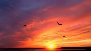 Sunset bird flying