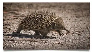 The Echidna