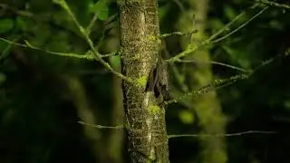 Bat.