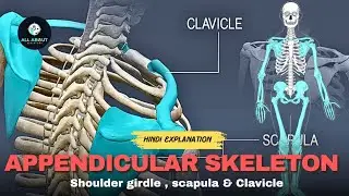 The appendicular Skeleton part 01 | Scapula Shoulder girdle & Clavicle or collor bone 