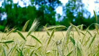 Wheat farm nature copyright free video