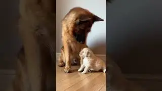 The shepherd is the sweetest uncle. Watch his amazing dog training skills #doglover #shepherd #pets