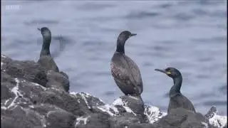 Springwatch 2022 - Sea Birds of Staffa