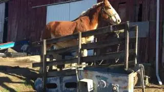Athens treadmill mares first time