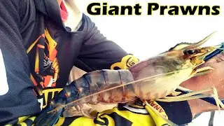 Ternyata segini besarnya udang galah ini #giantprawn #mancingudang