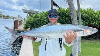 Catching Kingfish Trolling (SUPER EASY SETUP) Hillsboro Inlet & Pompano Beach (Catch, Clean, Cook)