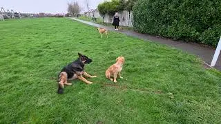 4 month old puppy demonstrating excellent impulse control #dogtraining #puppy 
